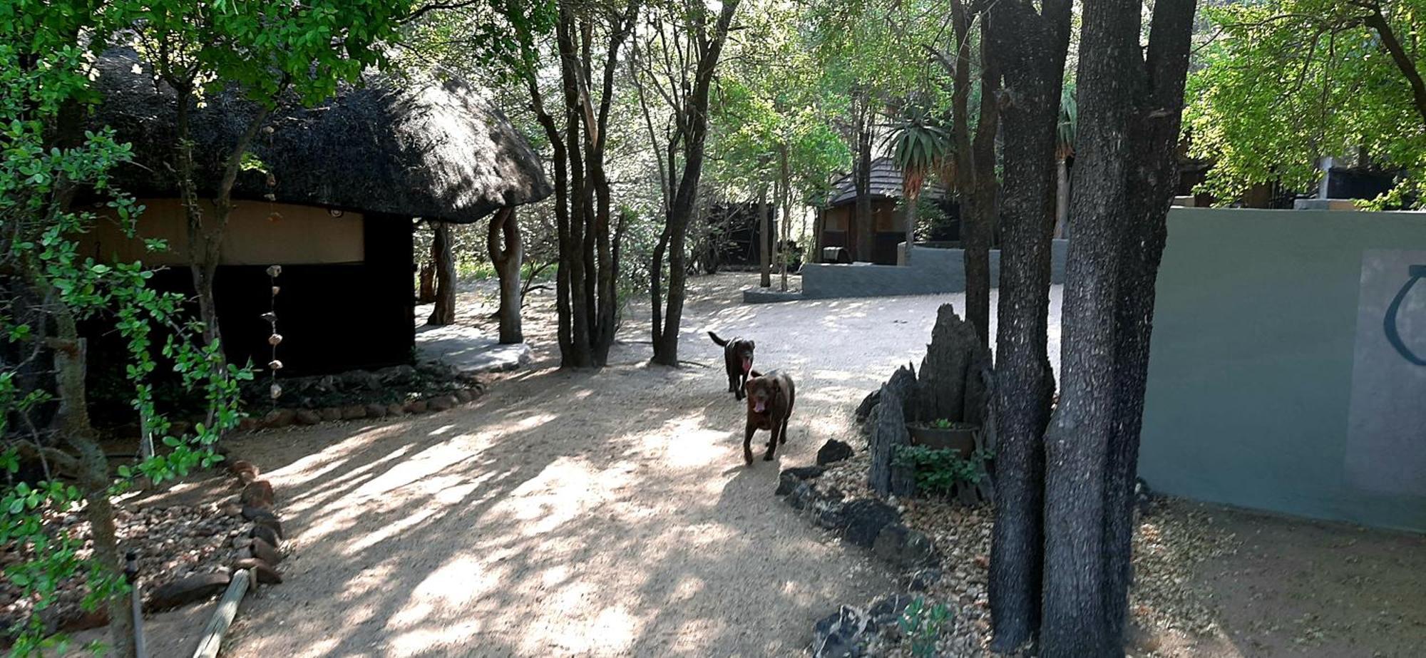 Off Beat Safaris Bush Lodge Hoedspruit Exterior photo